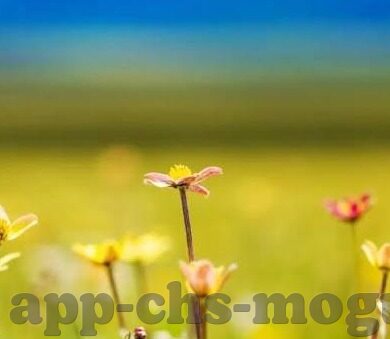 糖心app会员账号分享-糖心app会员账号共享背后的甜蜜与风险
